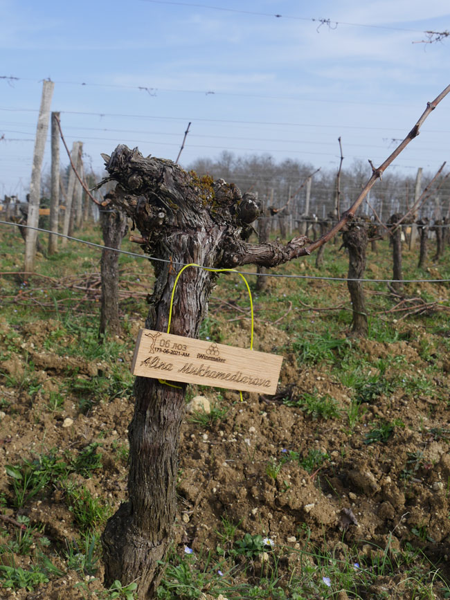 Виноградник на урожай